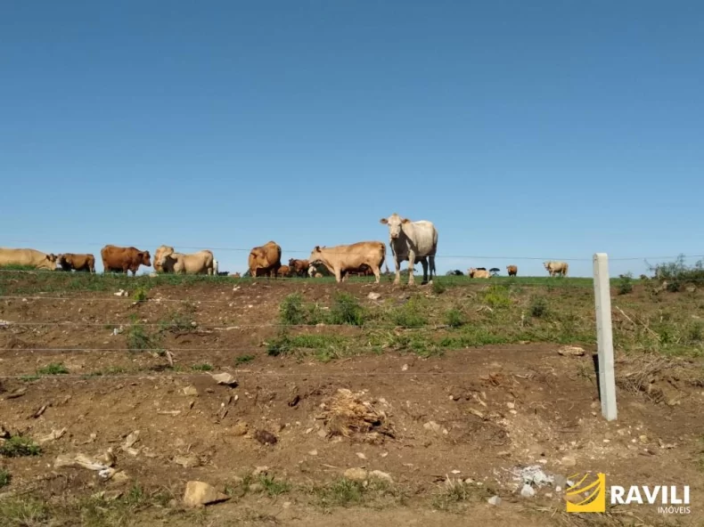 Área Rural 428 Alqueires em General Carneiro Divisa com Palmas!