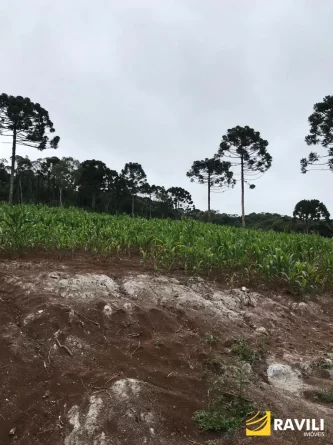 Fazenda com 350 Alqueires à Venda em General Carneiro!