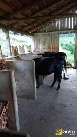 Sitio à Venda na Linha Celso Ramos Interior de Joaçaba.