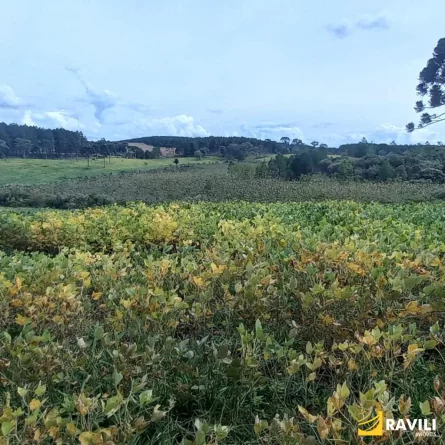 Fazenda à Venda nos Campos de Água Doce.