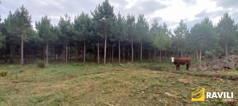 Fazenda à Venda em Água Doce com 100 alqueires.