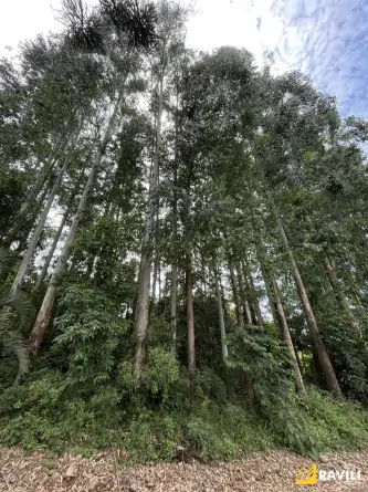 Sítio Exclusivo em Água Doce à Venda!