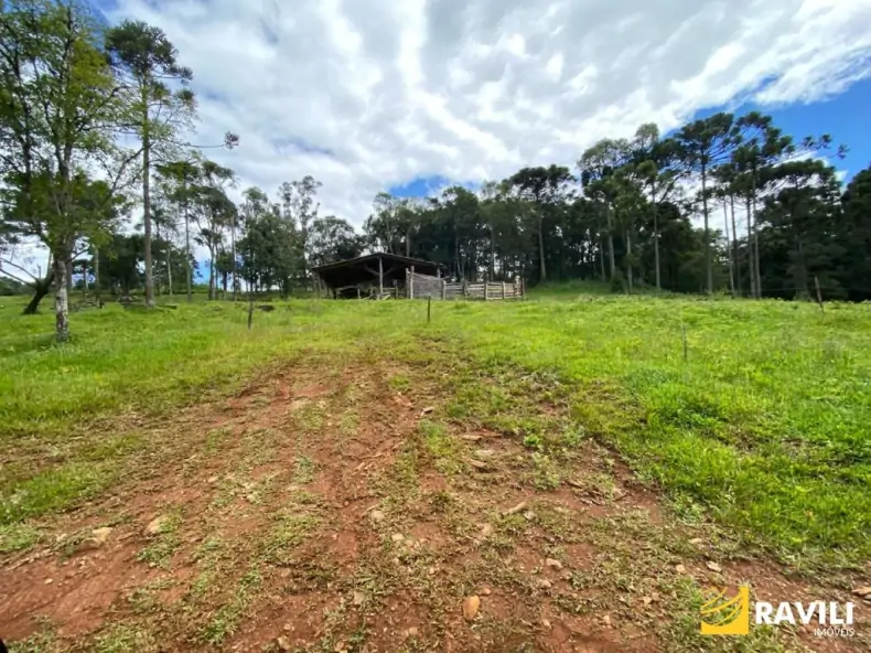 Exclusividade - Fazenda à Venda em Catanduvas.