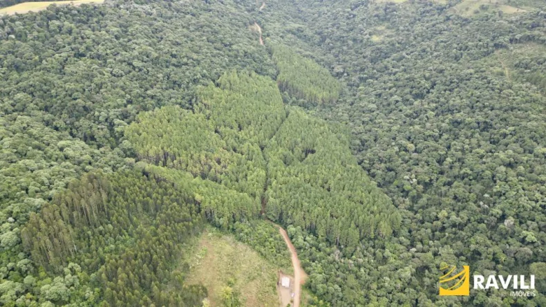 Floresta de Pinos em Ponte Serrada SC.