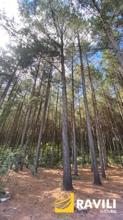 Propriedade Rural com Pinus à Venda em Ibiam SC, com 20 Hectares de Área. 