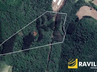 Área de Eucaliptos em Vista Alegre Ibicaré SC para Venda! Área de Eucaliptos em Vista Alegre Ibicaré SC para Venda!