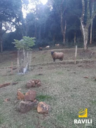 Lindo Sítio localizado na Linha São Bento